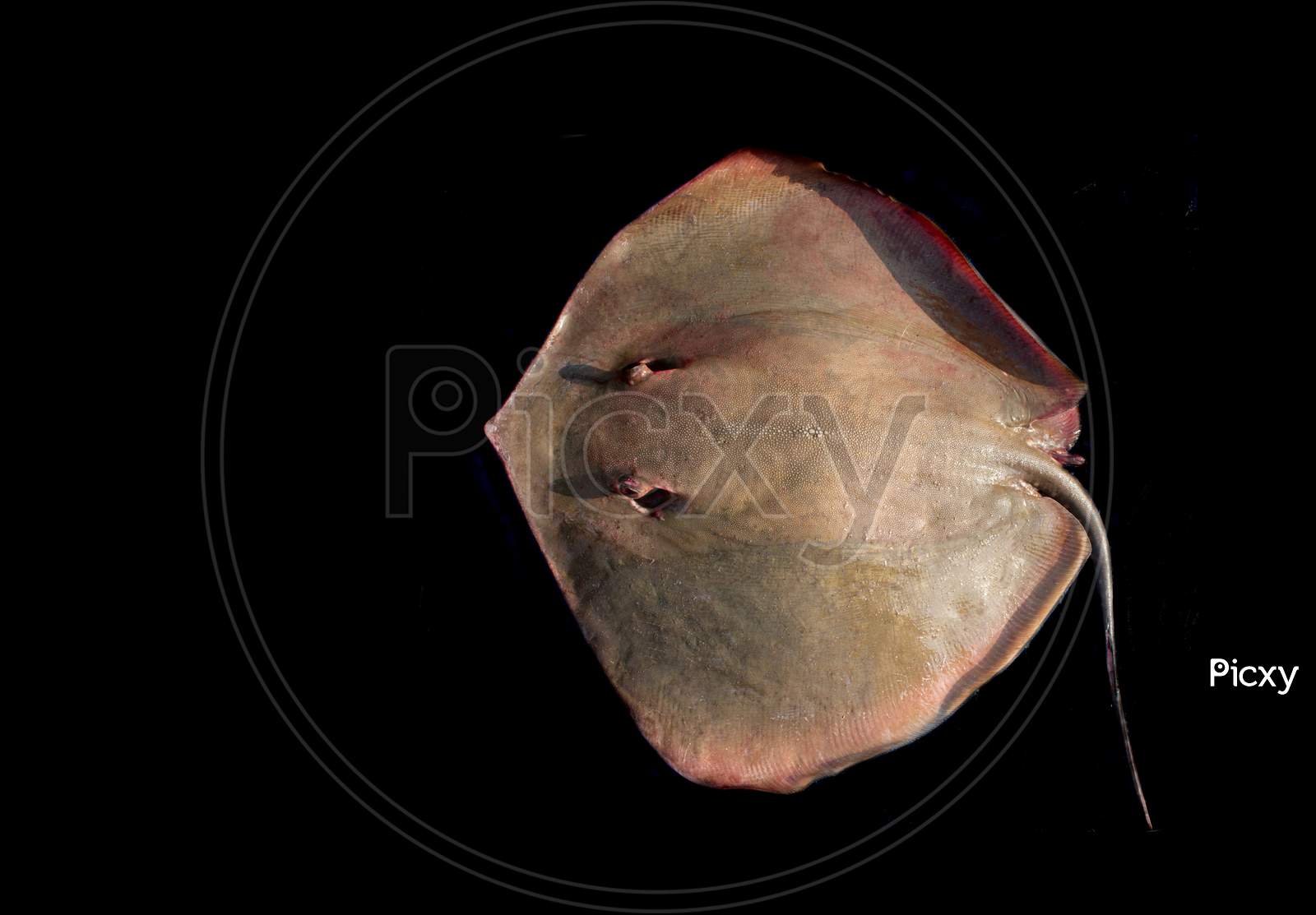 Southern Stingray Fish (Dasyatis Americana) High Resolution Image Isolated On Black.