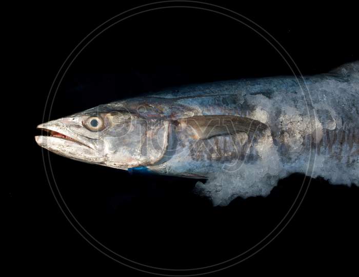 Narrow-Barred Spanish Mackerel Fish With Ice Covered Isolated On Black Background.
