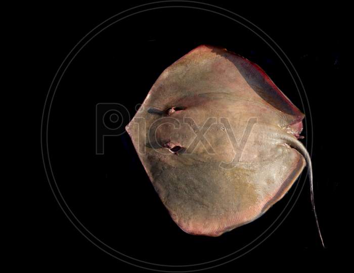 Southern Stingray Fish (Dasyatis Americana) High Resolution Image Isolated On Black.
