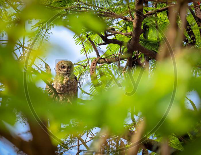 Indian Eagle Owl Or Rock Eagle Owl