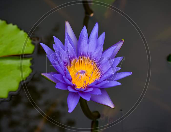 Blue Lotus, Nymphaea Caerulea (Blue Lily)