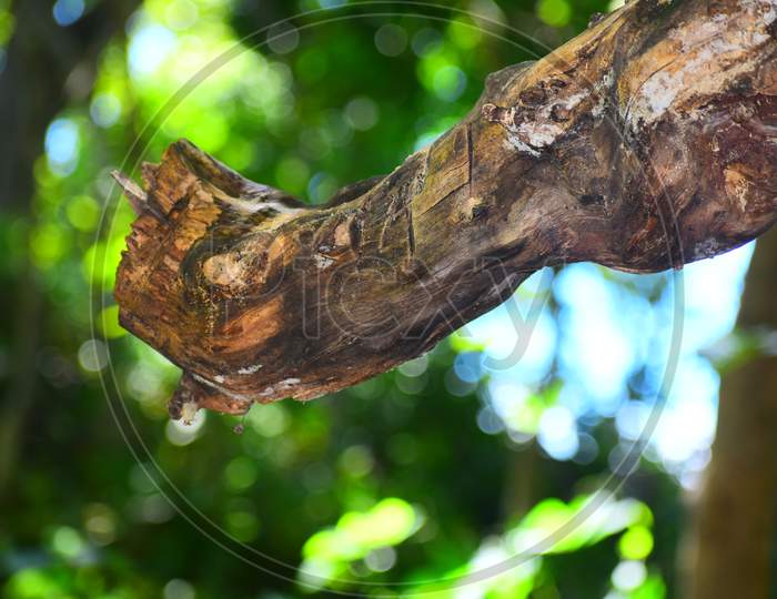 ◆sala tree◆ Sala Tree Symbol Flower Tree Buddhism Stock Photo 1926729449