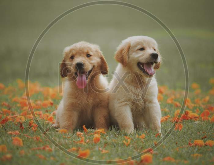 two cute little puppies