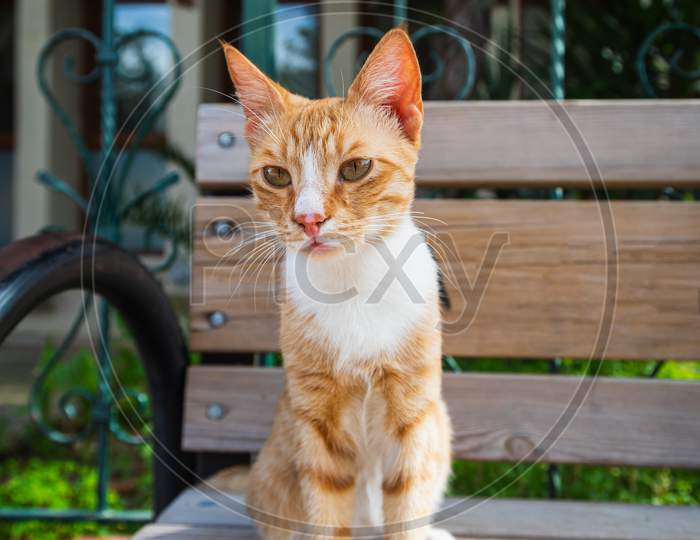 A Tricolor Cat With Green Eyes Looks Calmly And  Sitting On Bench On The Street On A Warm Summer Day