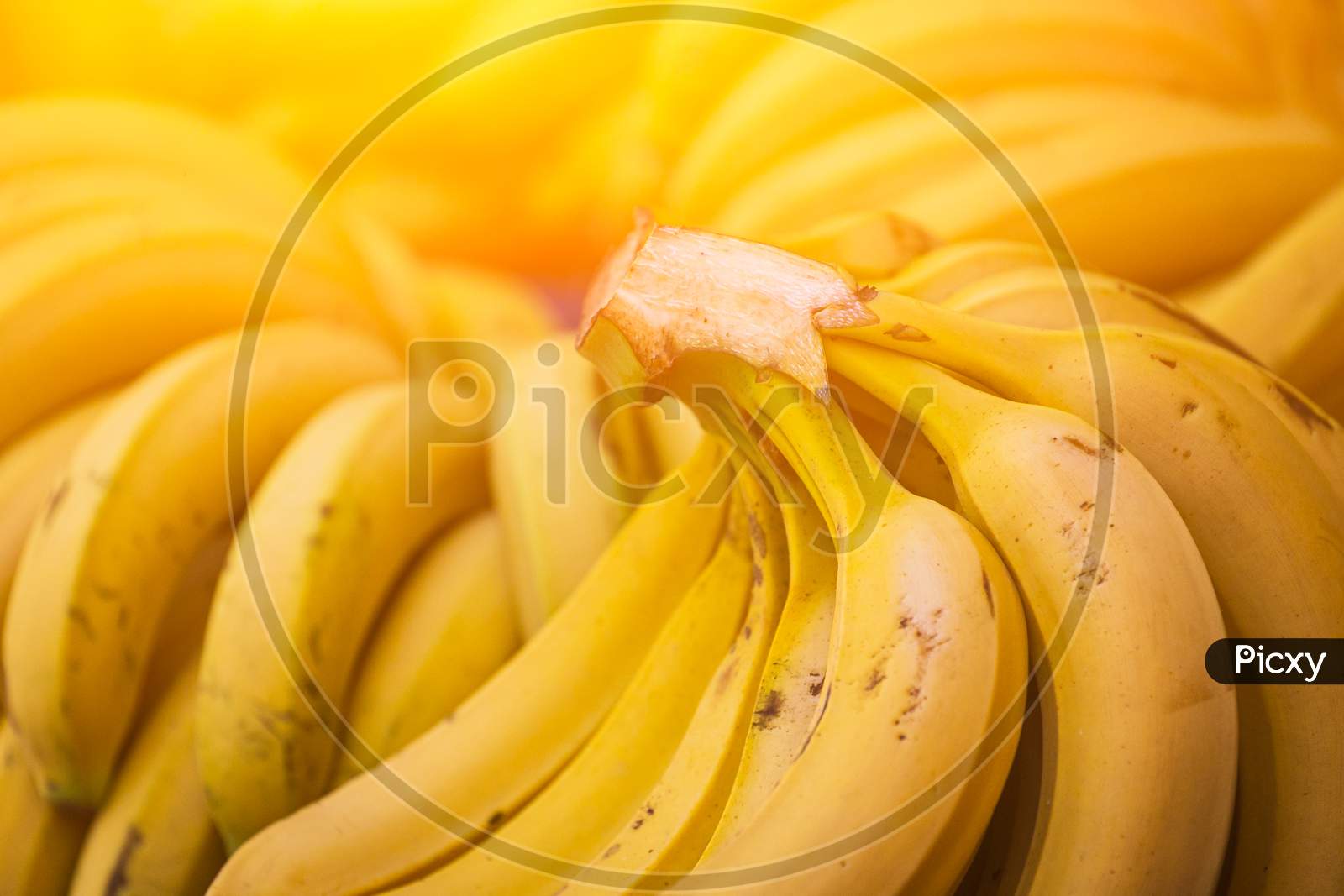 Close-Up Of Yellow Bananas For Background, Texture. Bundles Of Minibananas In A Shop Window, Market. Fresh Raw Fruits