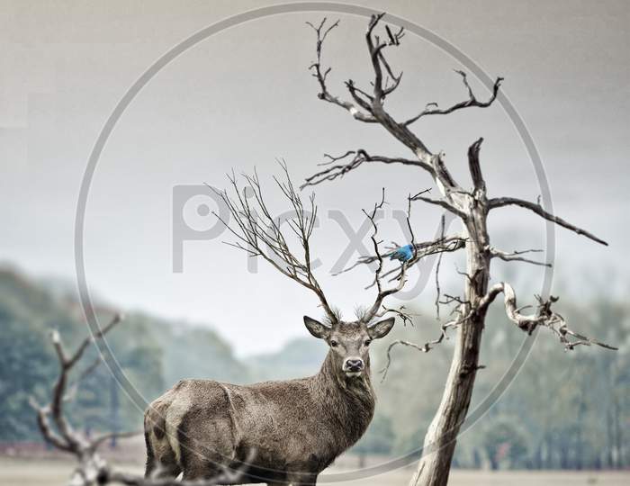 deer standing in front of a dead tree