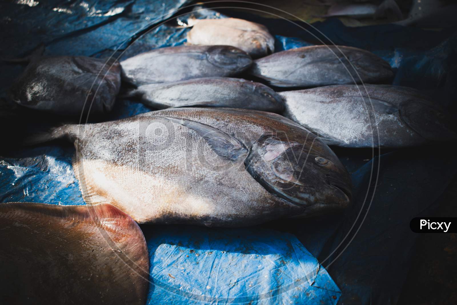 Black Pomfret Fish With Shallow Depth Of Field For Sale In The Fishmarket.