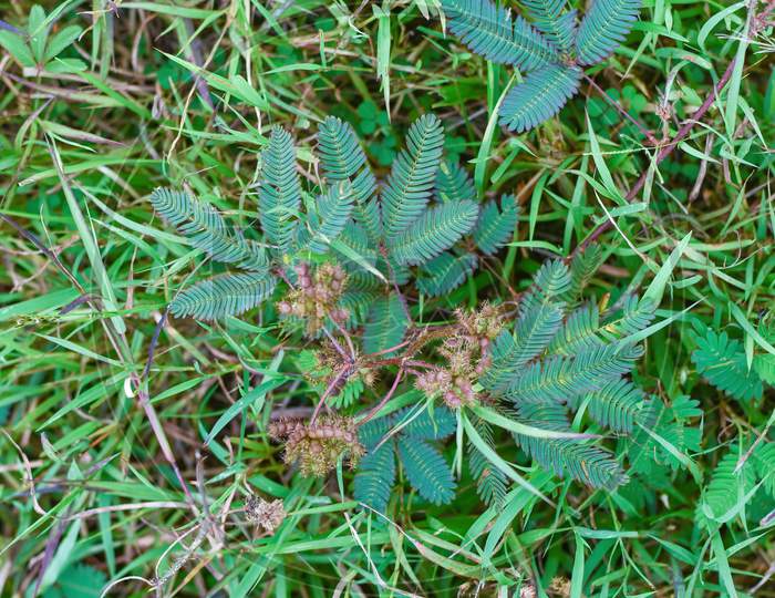 Shame plant (Mimosa pudica) closeup photo