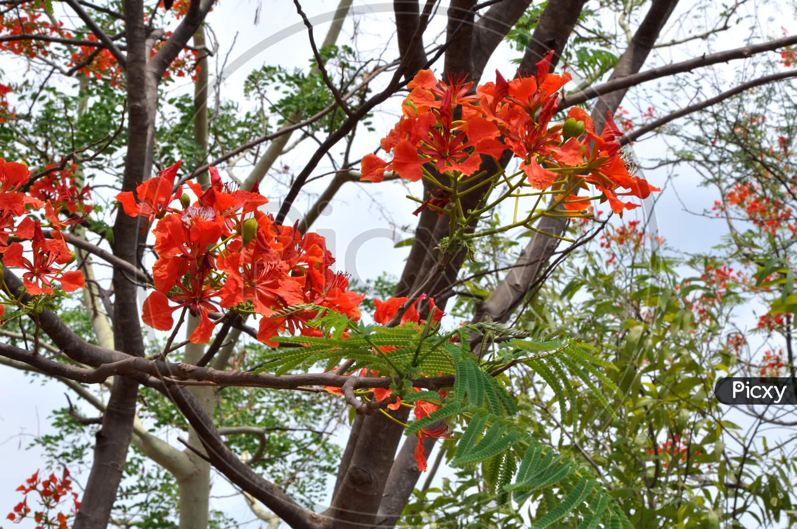 A Beautiful Tree Carrying Beautiful Red Flowers On It.