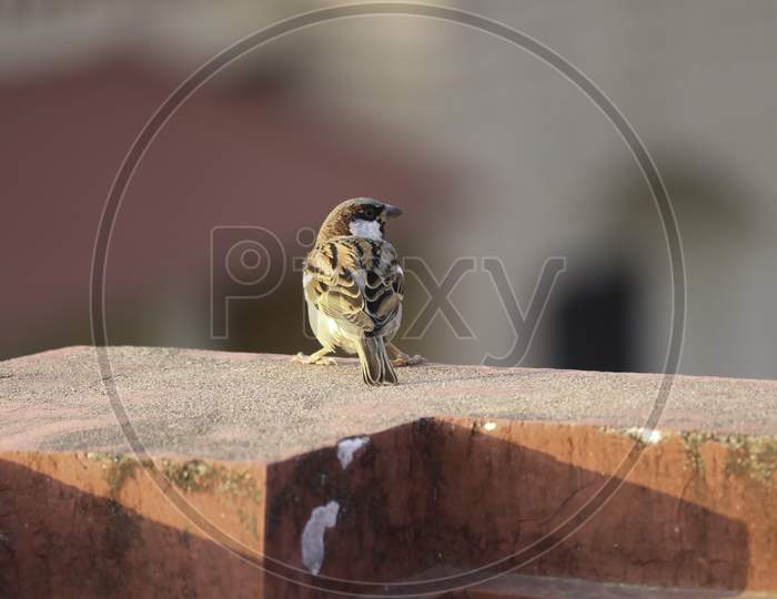House sparrow bird standing on wall
