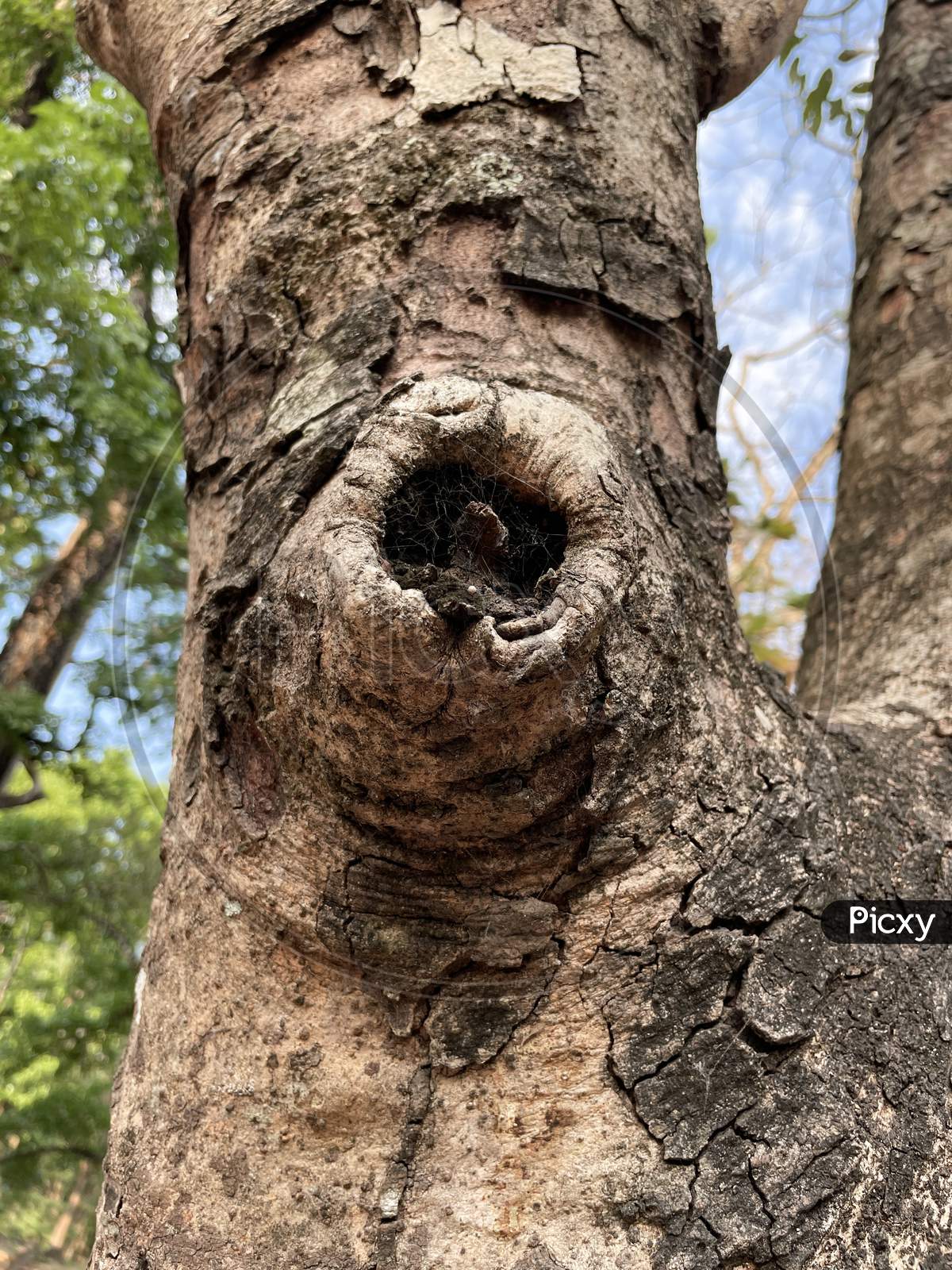 Image Of Knot Defect In Tree.