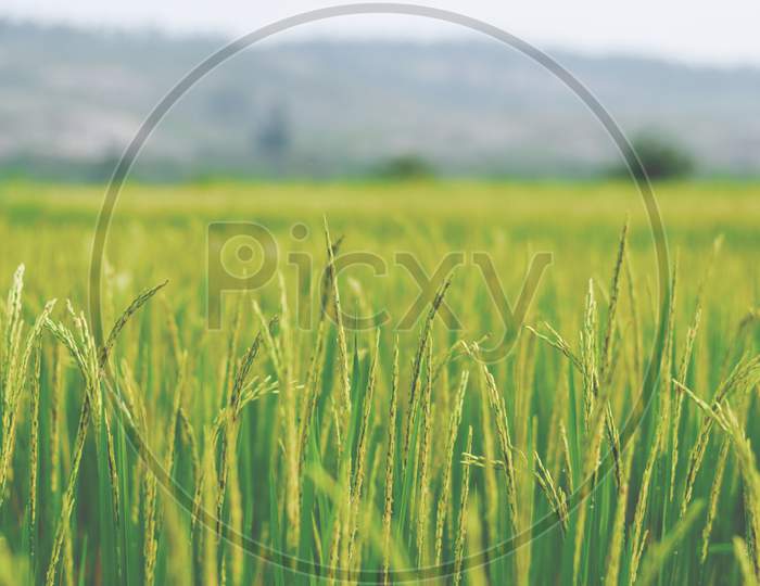 Rice Field. Closeup of green paddy field.