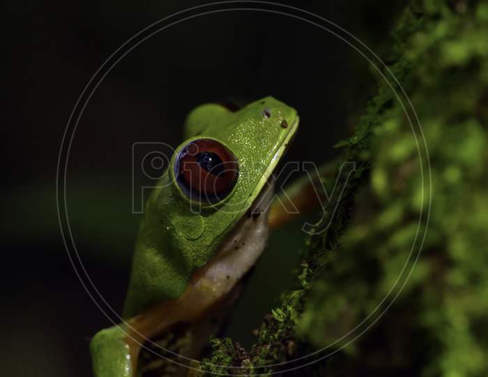 Red-eyed Tree Frog, Agalychnis callidryas, Costa Rica. Beautiful frog from tropical forest. Jungle animal on the green leave. Frog with red eye.