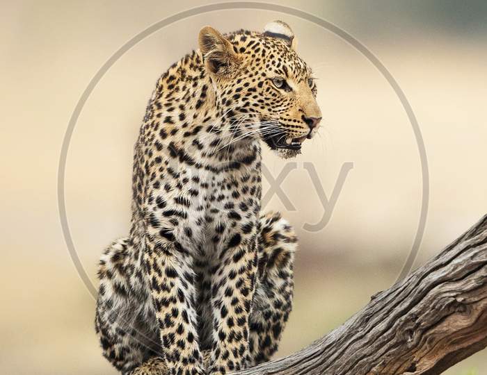 Beautiful Wildlife pictures of Zimbabwe