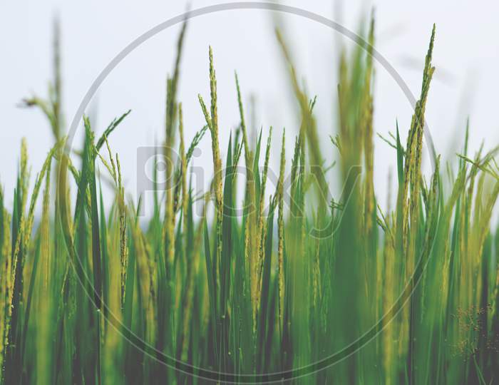 Rice Field. Closeup of green paddy field.