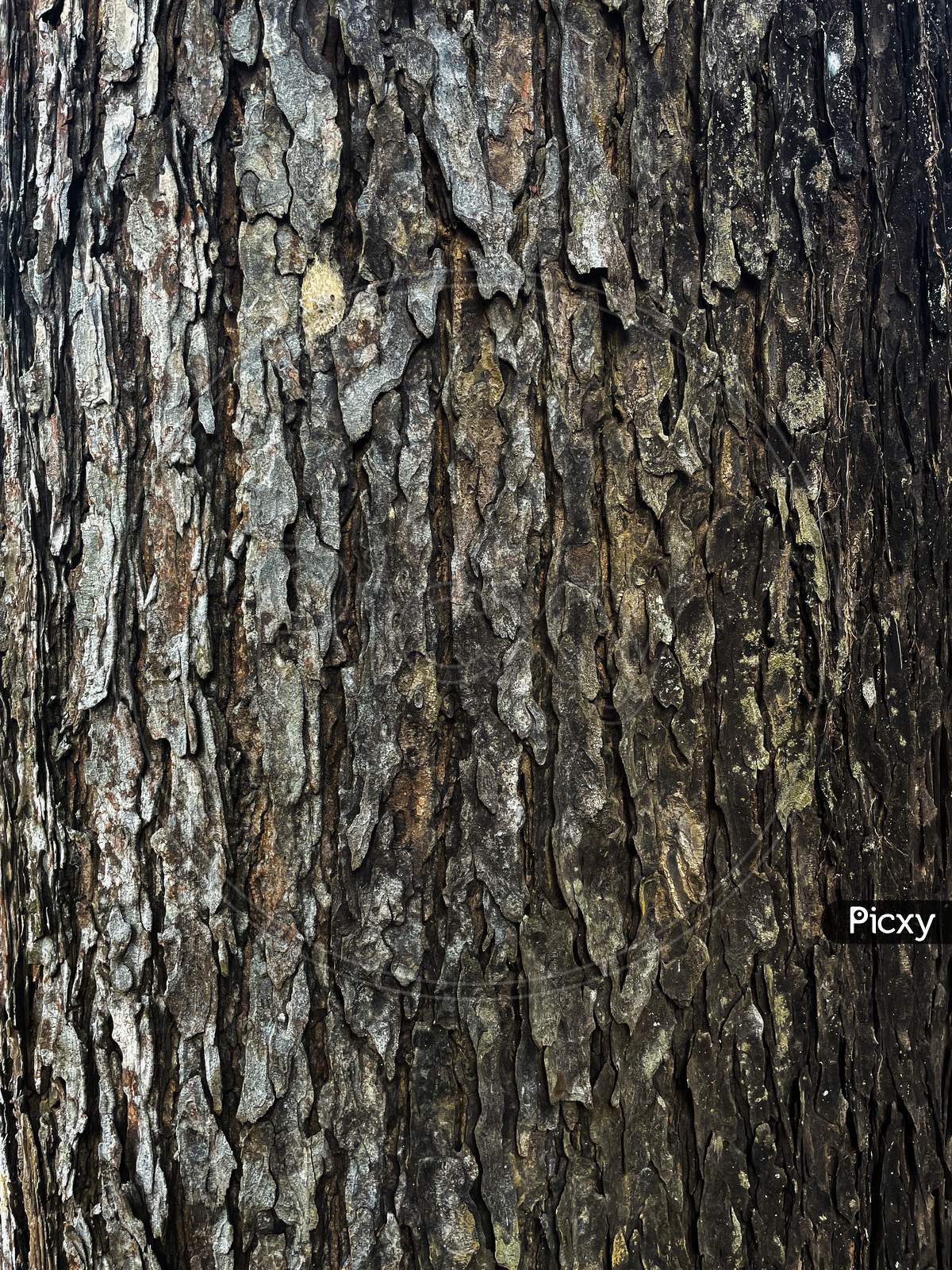 Image Of Bark Texture Of Swietenia Tree.Seamless Texture Of Mahogany Tree