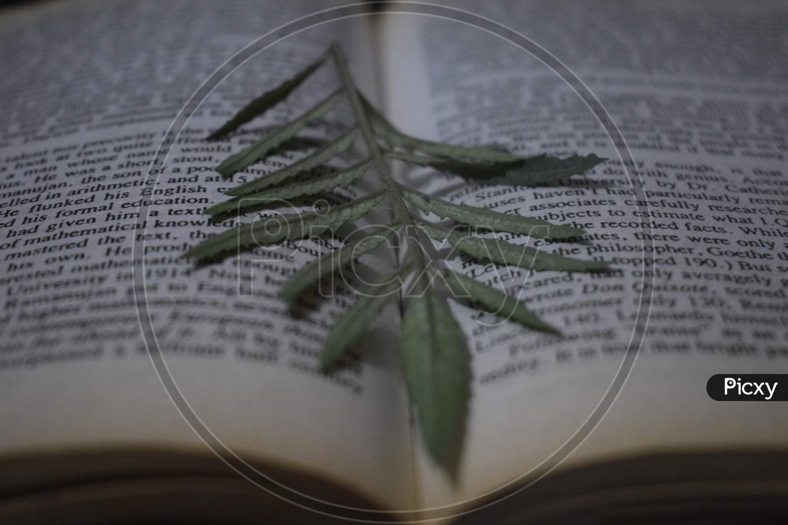 satbargha leaves on books leaves of plant