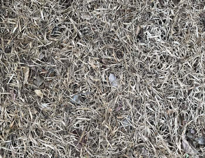 Texture Of Dried Grass Ground.Grass Dried Up By Intense Heat Of Sun.