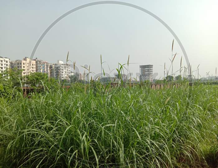 Green Grass Stock On Field