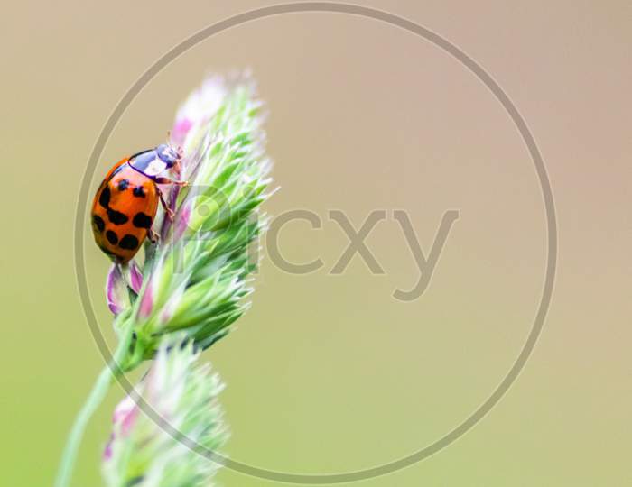 Beautiful black dotted red ladybug beetle climbing in a plant with blurred background and much copy space searching for plant louses to kill them as beneficial organism and useful animal in the garden