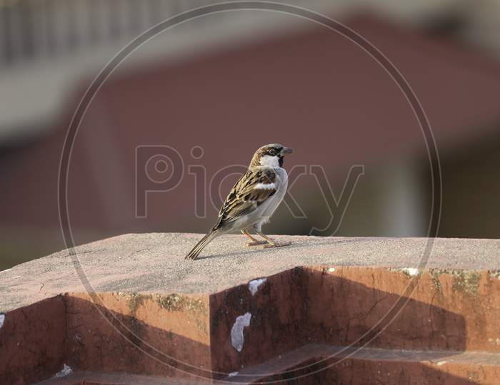 House sparrow bird standing on wall