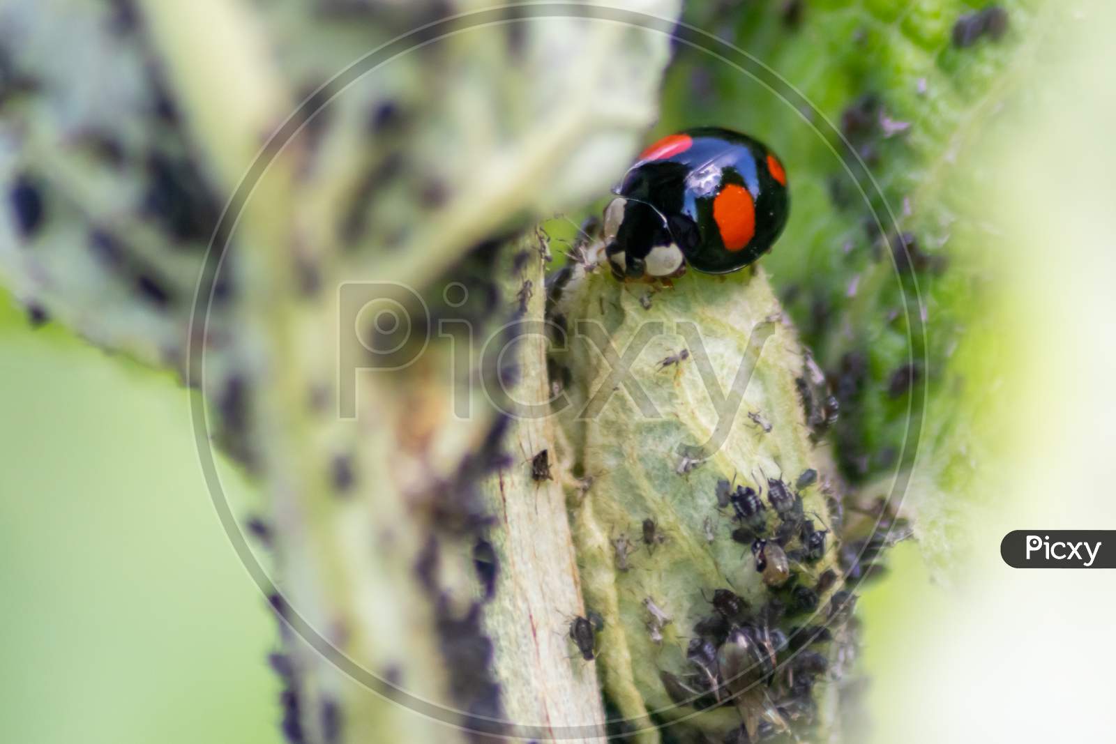 Beautiful black dotted red ladybug beetle climbing in a plant with blurred background and much copy space searching for plant louses to kill them as beneficial organism and useful animal in the garden