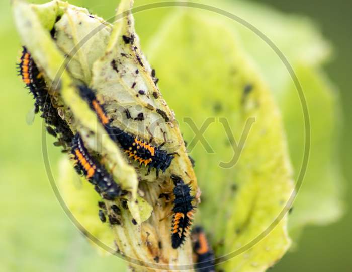 Spikey ladybug larvae hunting for louses on a green plant as useful animal and beneficial organism helps garden lovers protect the plants from pests like louses and bring luck and good fortune
