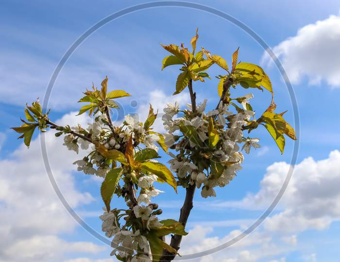 Single Branch Of A Blooming Cherry Tree Against The Summer Sky.