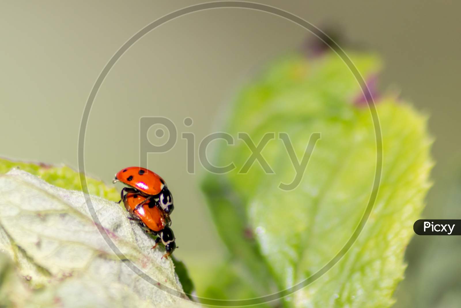 Spikey ladybug larvae hunting for louses on a green plant as useful animal and beneficial organism helps garden lovers protect the plants from pests like louses and bring luck and good fortune