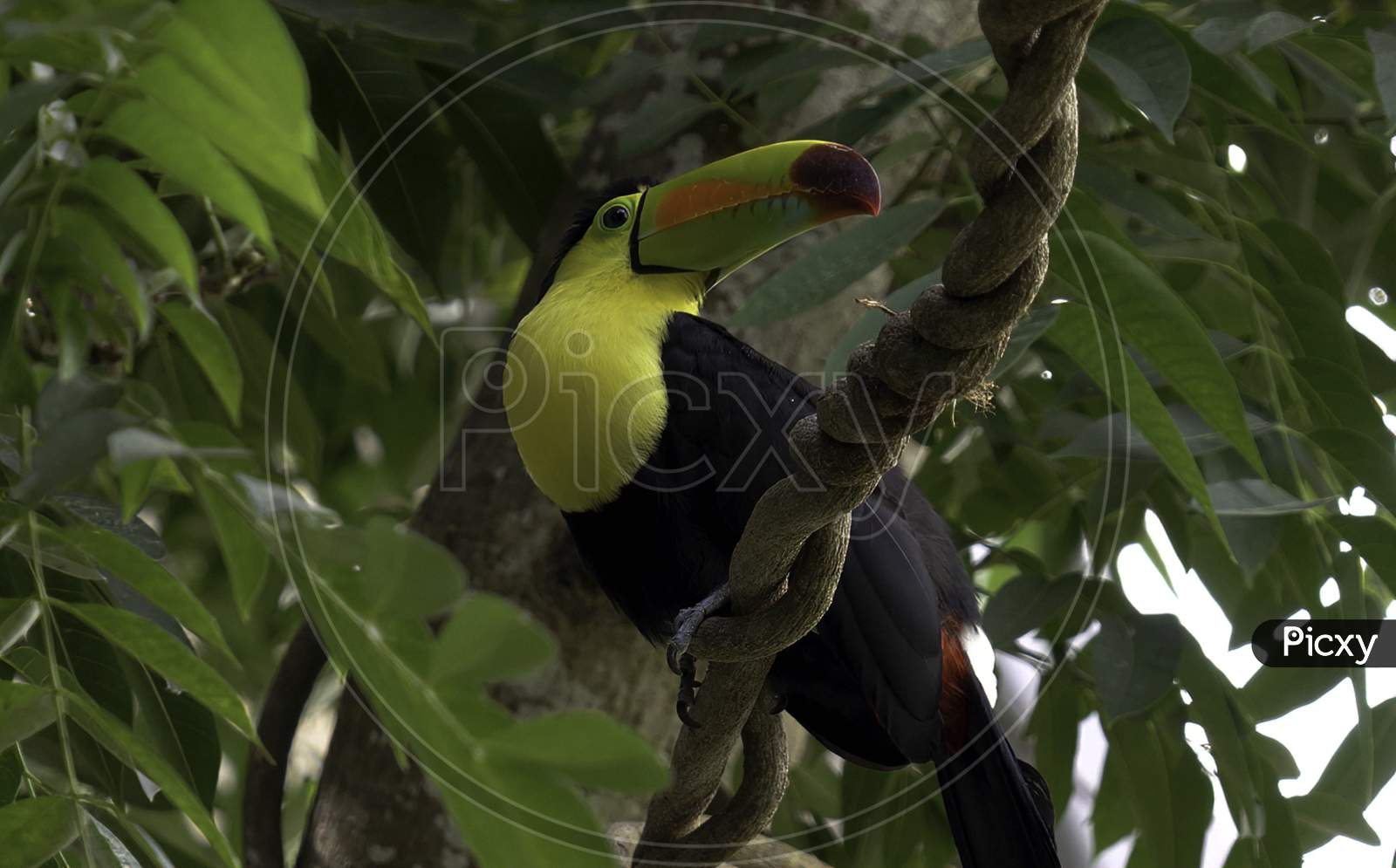 Keel-billed Toucan, Ramphastos sulfuratus, bird with big bill sitting on the branch in the forest, Boca Tapada, green vegetation, Costa Rica. Nature travel in central America.