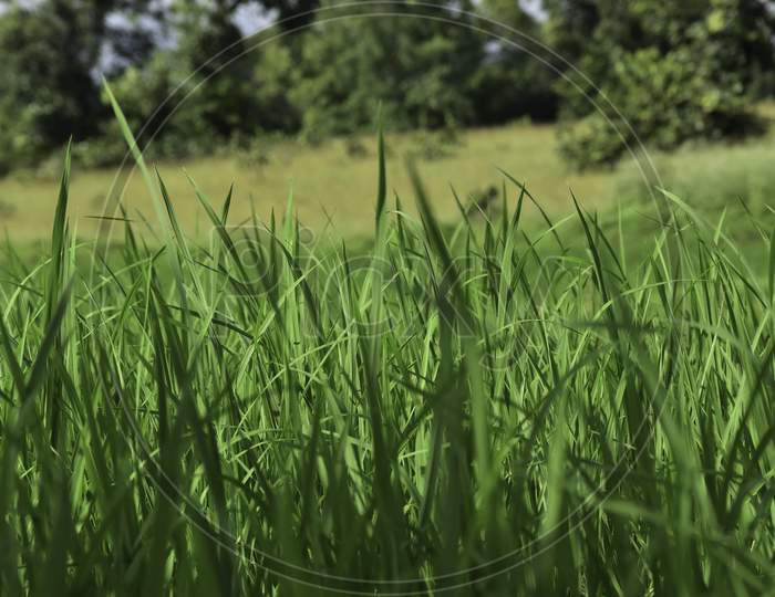 Bright green Paddy field extreme closeup shot with shallow depth of field.
