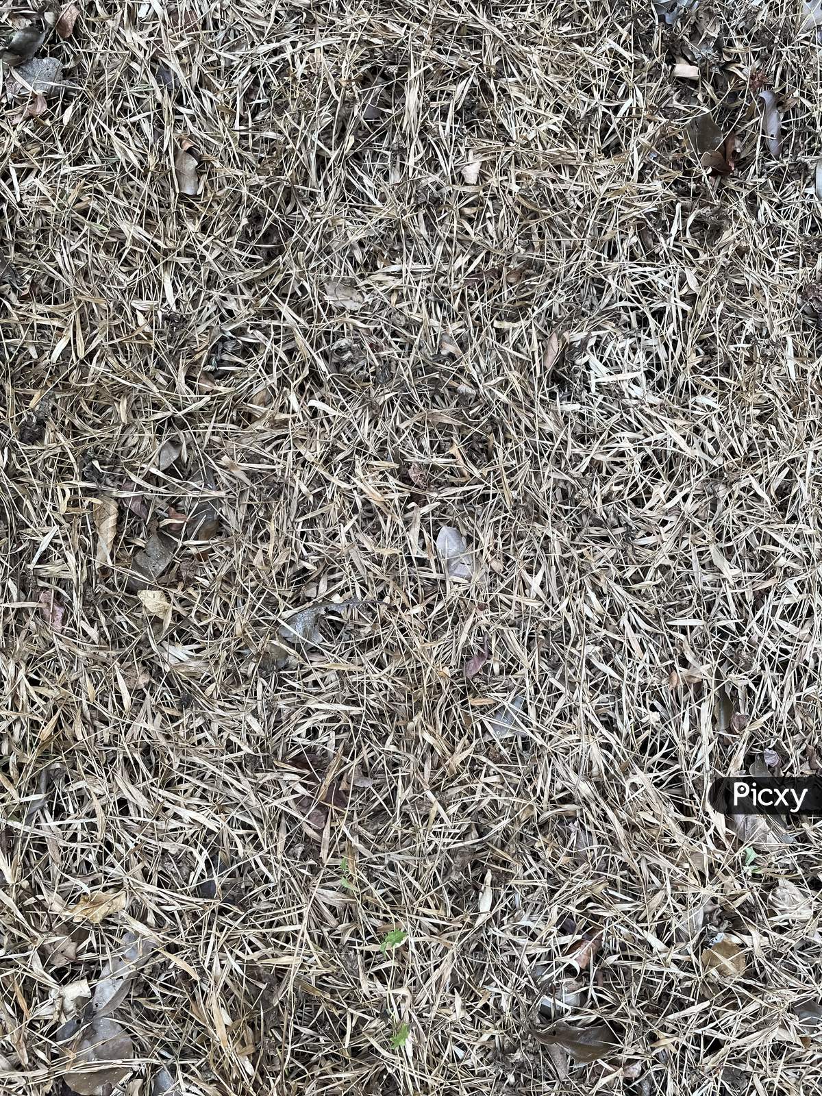 Image of Texture Of Dried Grass Ground.Grass Dried Up By Intense Heat