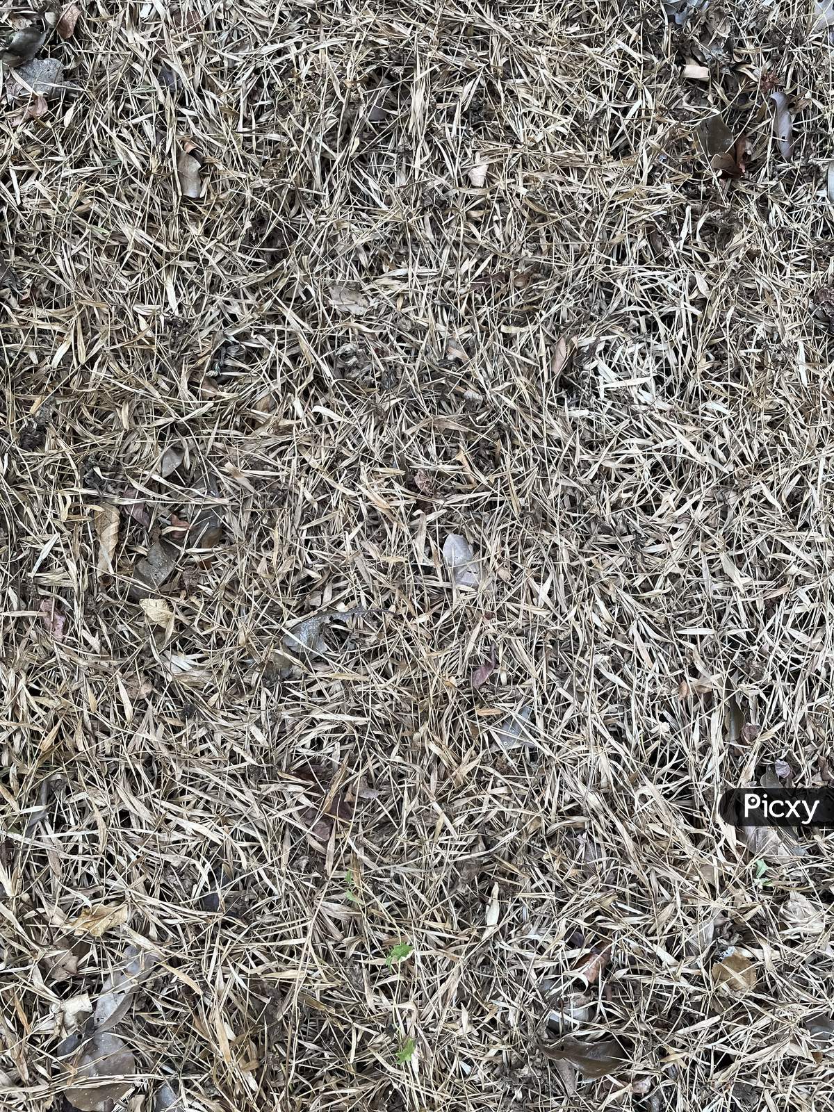 Texture Of Dried Grass Ground.Grass Dried Up By Intense Heat Of Sun.