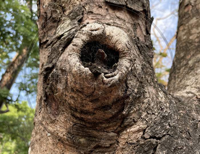 Image Of Knot Defect In Tree.