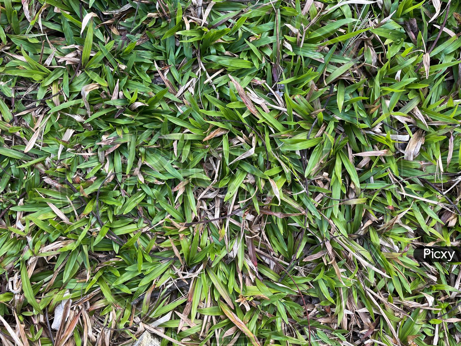 Seamless Texture Of Grass Ground.