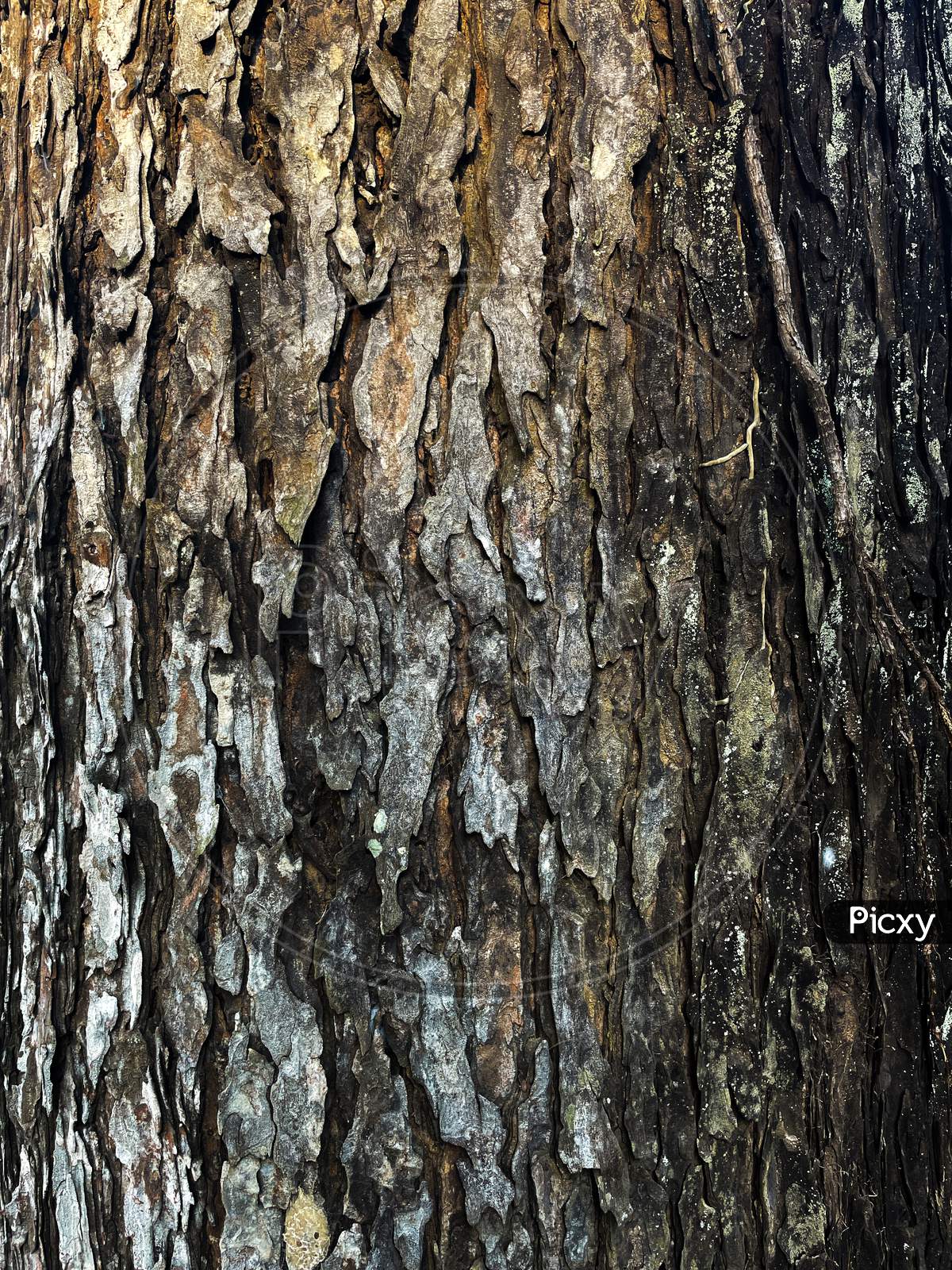 Image Of Bark Texture Of Swietenia Tree.Seamless Texture Of Mahogany Tree