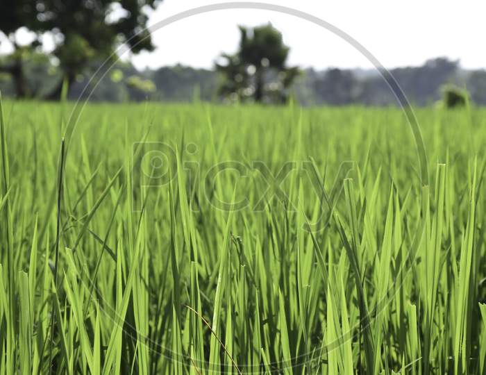 Bright green Paddy field extreme closeup shot with shallow depth of field.