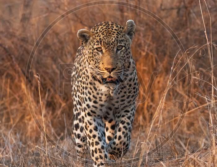 Beautiful Wildlife pictures of Zimbabwe