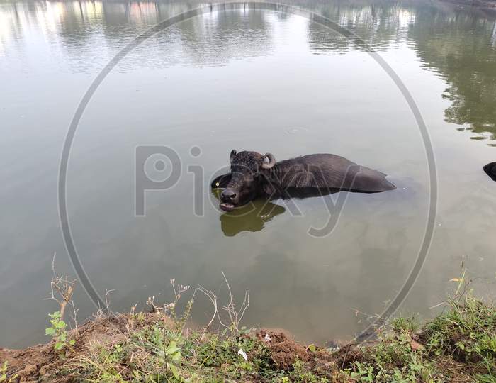 Refreshment Of Water Buffalo On Water Pond. Water Buffalo Bathing In The Pond In India. Asian Black Bison On Water.