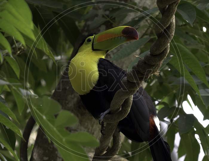 Keel-billed Toucan, Ramphastos sulfuratus, bird with big bill sitting on the branch in the forest, Boca Tapada, green vegetation, Costa Rica. Nature travel in central America.