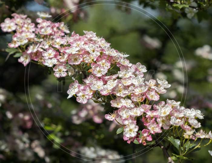 Hawthorn  Tree Blossom Bursting Into Life In The Warm Spring Sunshine
