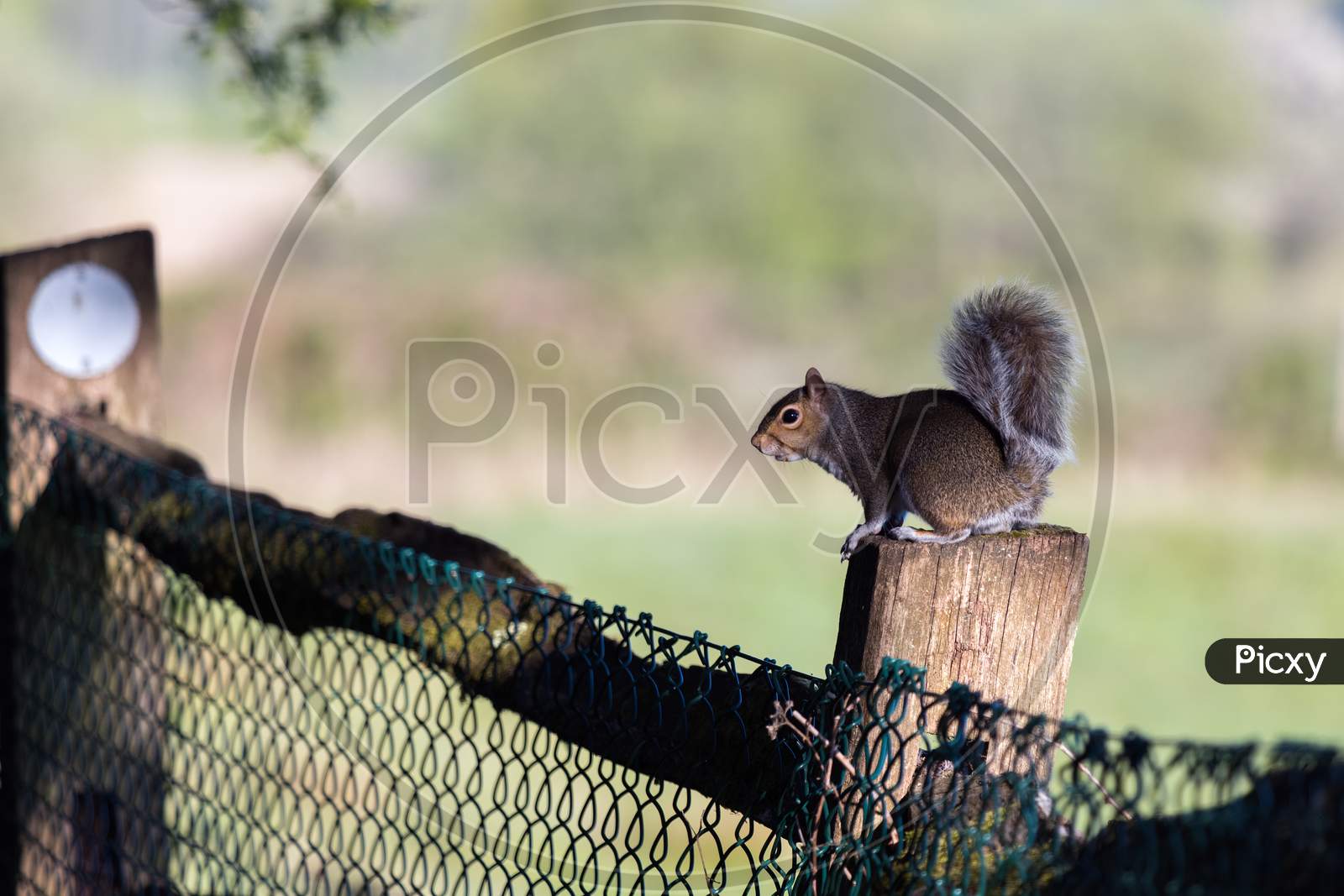 Grey Squirrel (Sciurus Carolinensis)  Watching From A Wooden Fence Post