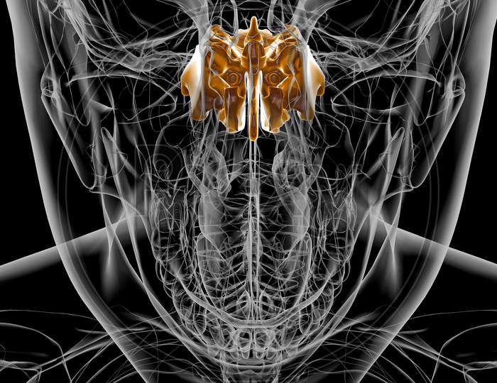 Human Skeleton Ethmoid Anatomy For Medical Concept 3D