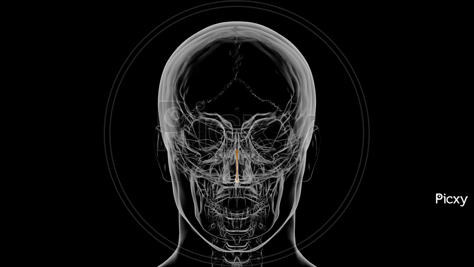 Human Skeleton Septal Nasal Cartilage Anatomy 3D