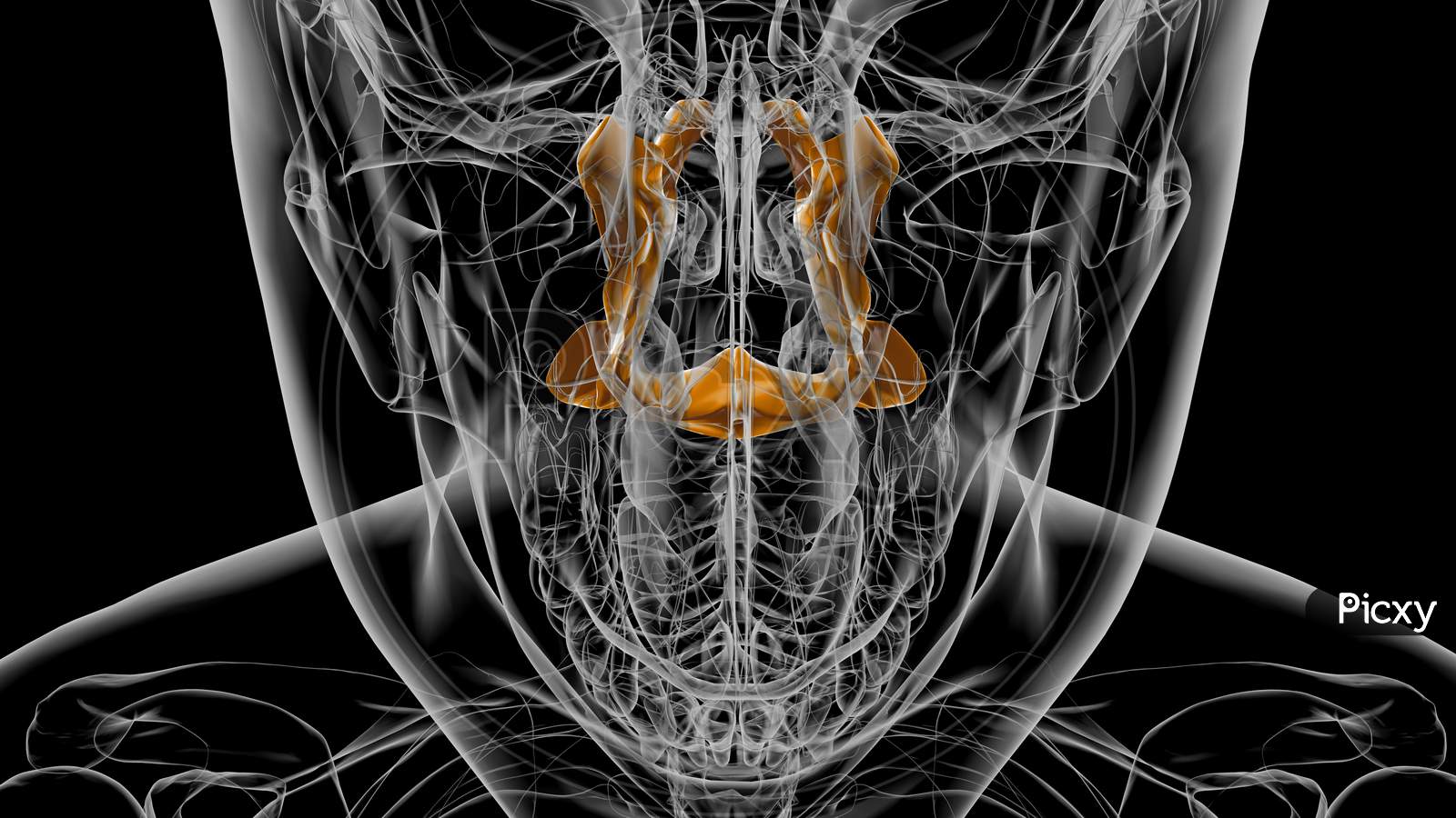 Human Skeleton Palatine Bone Anatomy 3D