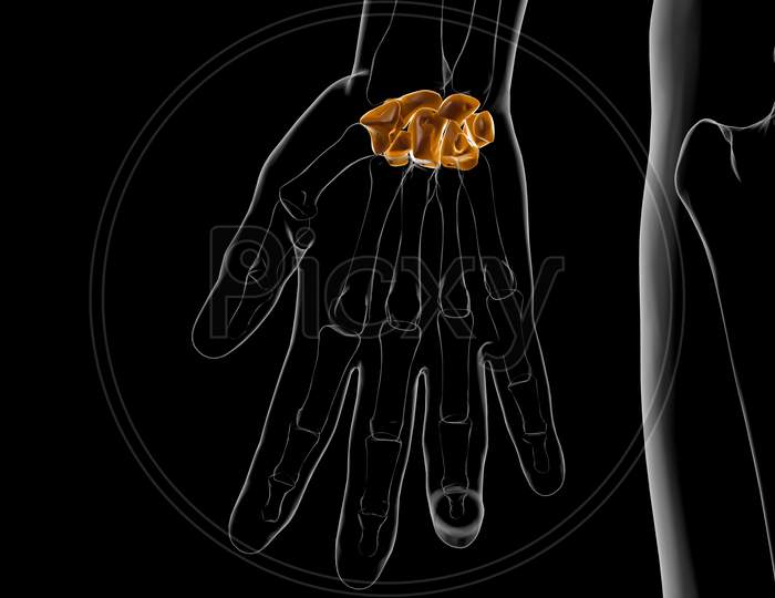 Human Skeleton Hand Wrist Carpals Bone Anatomy For Medical Concept 3D