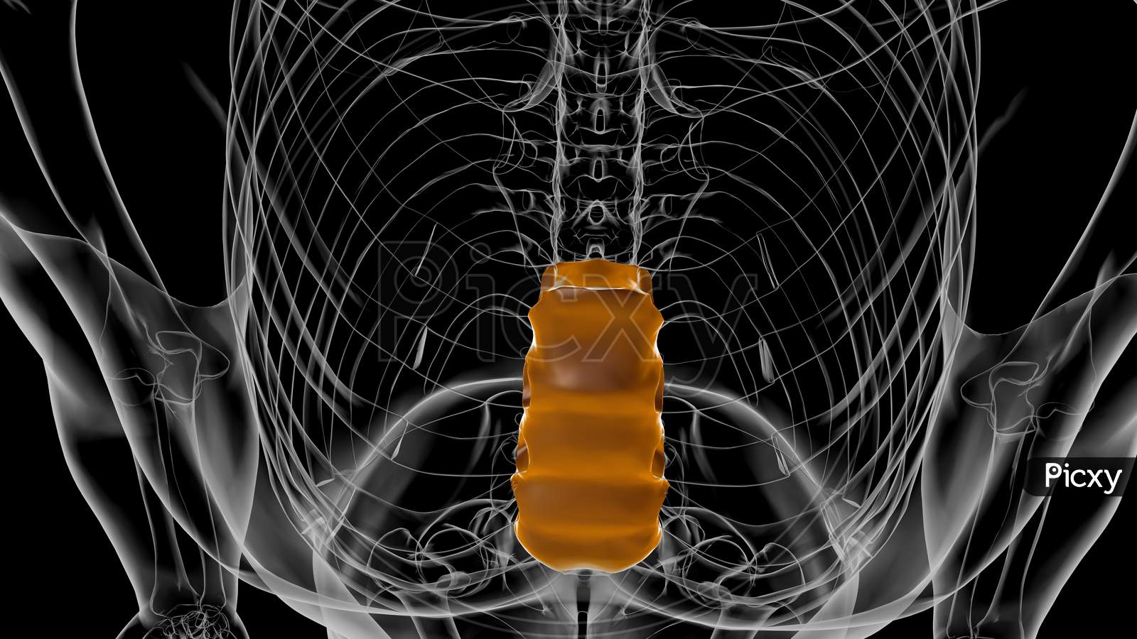 The Sternum: Anatomy and 3D Illustrations