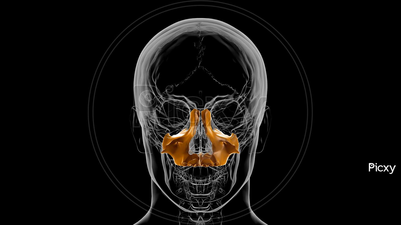 Human Skeleton Skull Maxillal Bone Anatomy For Medical Concept 3D