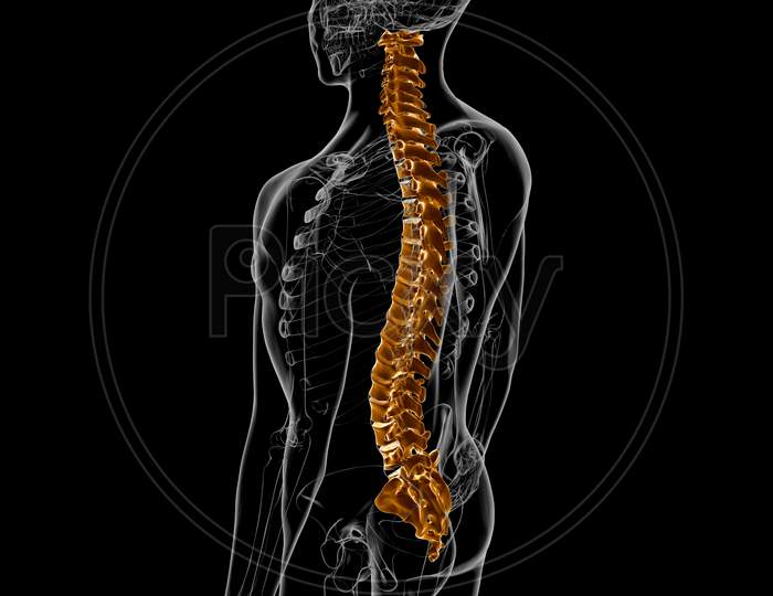 Human Skeleton Vertebral Column Vertebrae Anatomy 3D