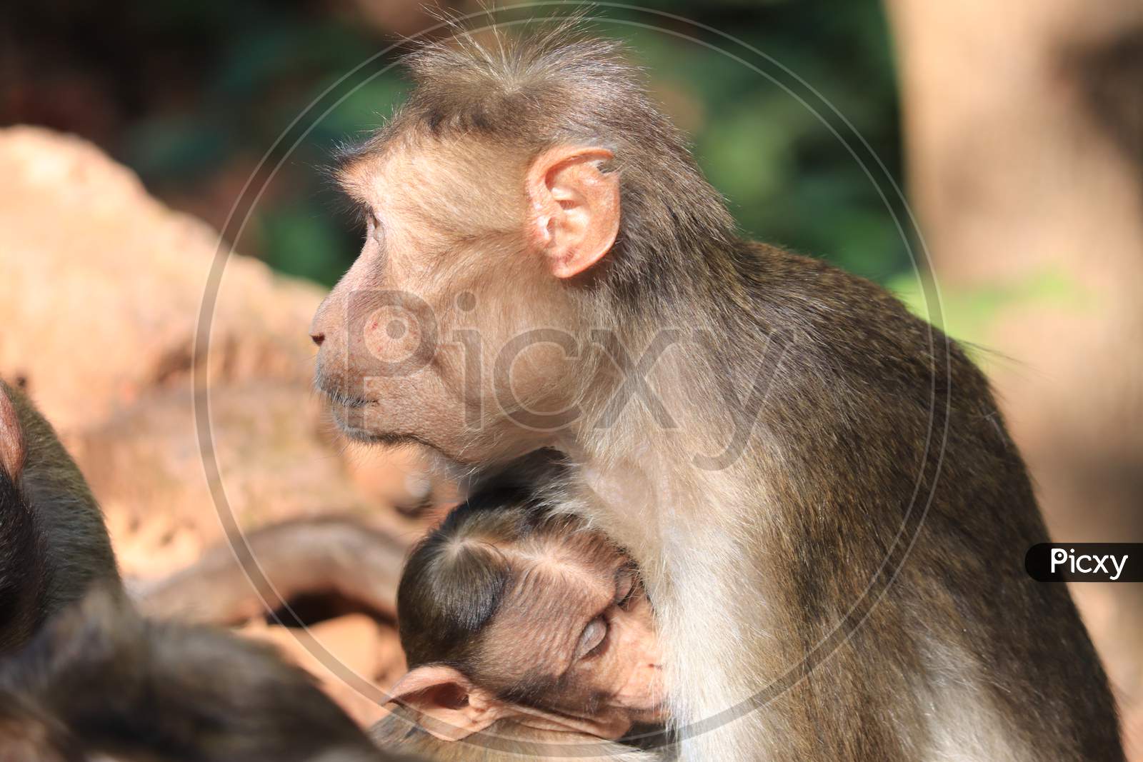 Mother's Love: Mother monkey with her child monkey resting in his arms, warm of love